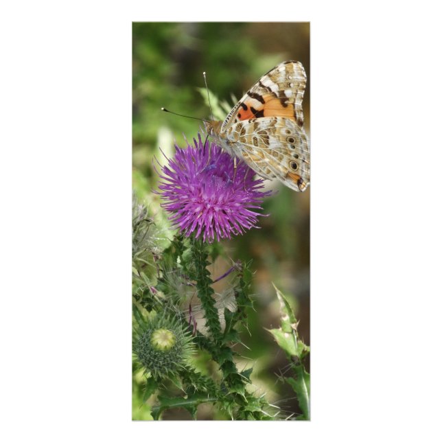Butterfly in Nature Photography  Rackcard Rack Card (Front)