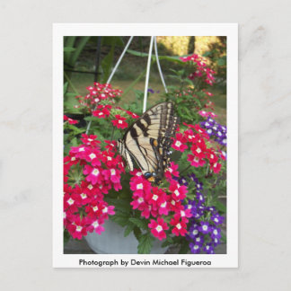 Butterfly in Springtime Postcard