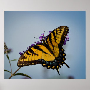 Butterfly in the sky poster