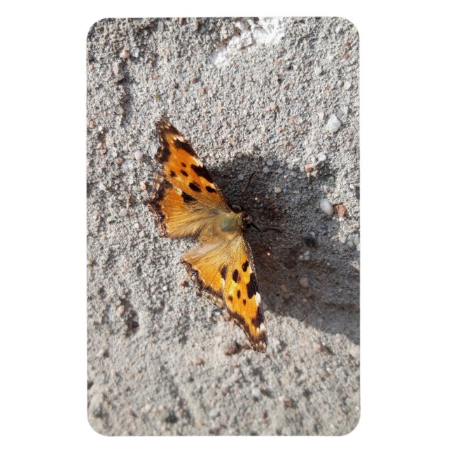 Butterfly in the Sunshine Magnet (Vertical)
