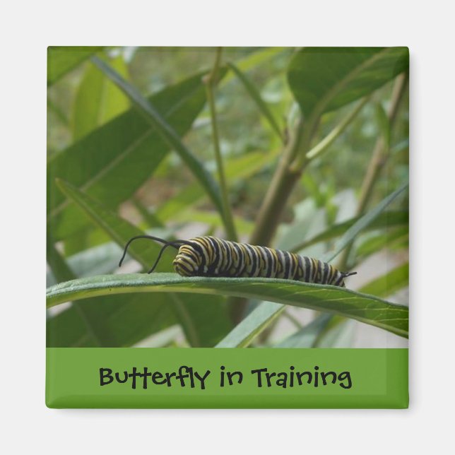 'Butterfly in Training' Square Magnet (Front)