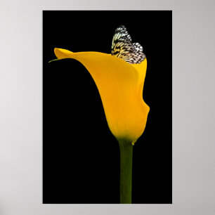 butterfly in yellow lily on black poster