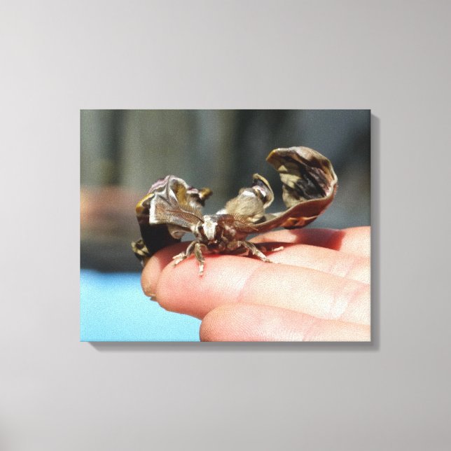 Butterfly Insect Lovers Photo  Single Print (Front)