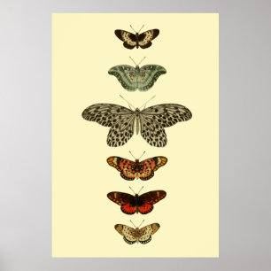 Butterfly Insects Collection Poster