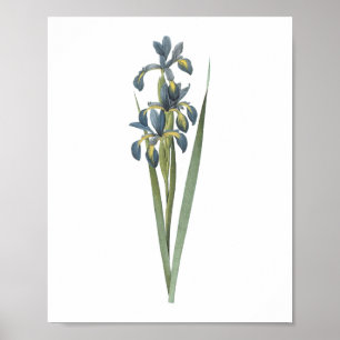 butterfly iris(Iris spuria) by Redouté Poster