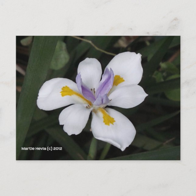 Butterfly Iris Postcard (Front)