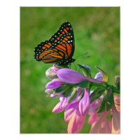Butterfly Kisses