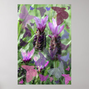 Butterfly Lavender  Poster Print