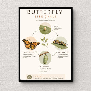 Butterfly Life Cycle Educational Science Poster