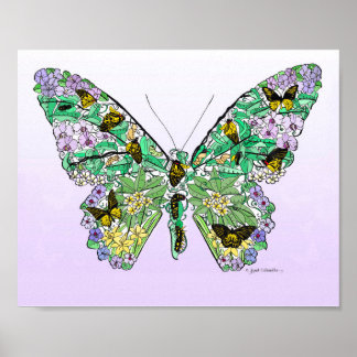 Butterfly Life Cycle Poster