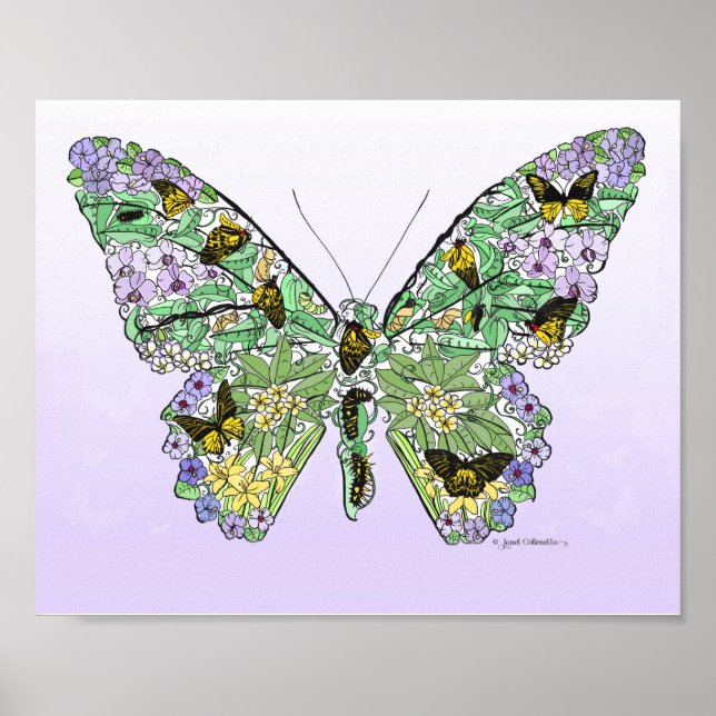 Butterfly Life Cycle Poster (Front)