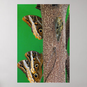 Butterfly life poster