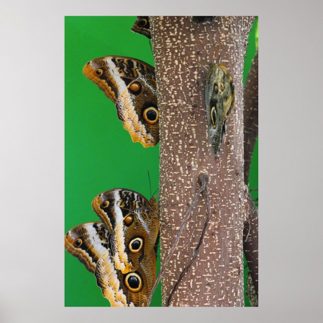 Butterfly life poster (Front)