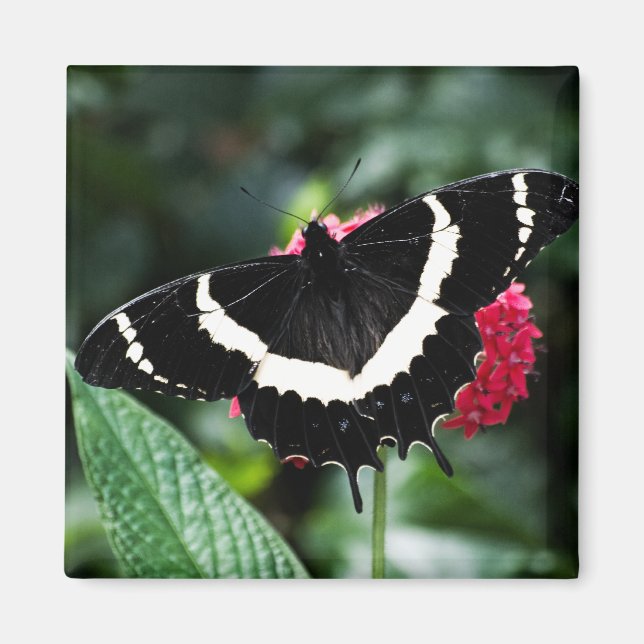Butterfly Lolipop Magnet (Front)
