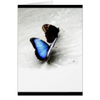 Butterfly Love
