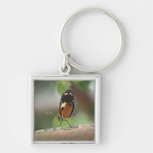 Butterfly Macro Key Ring