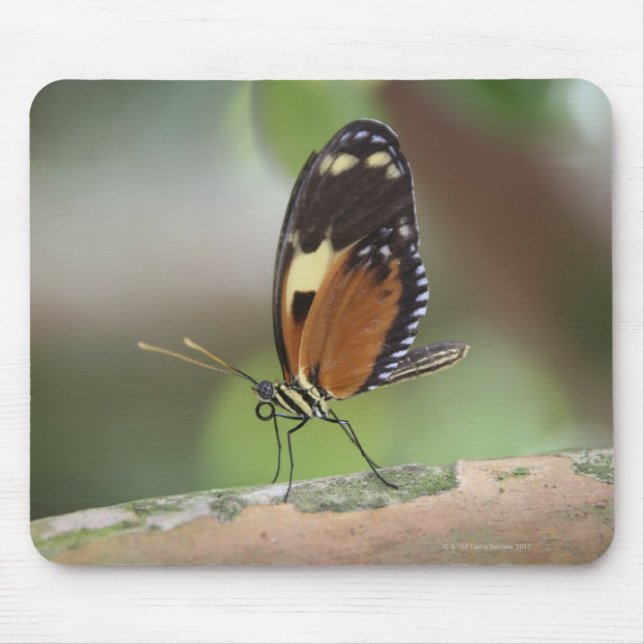 Butterfly Macro Mouse Mat (Front)