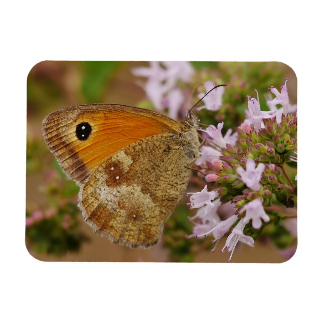 Butterfly Magnet (Horizontal)