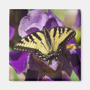butterfly magnet