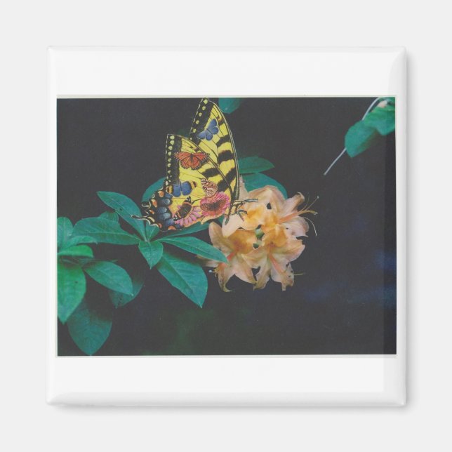 butterfly magnet (Front)