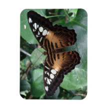 Butterfly Magnet