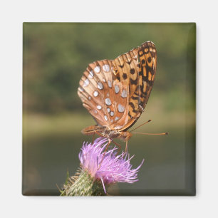 Butterfly Magnet