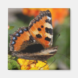 Butterfly Magnet