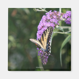 Butterfly magnet