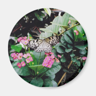 Butterfly Magnet