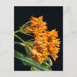 Butterfly Milkweed Florets and Buds on Black Postcard