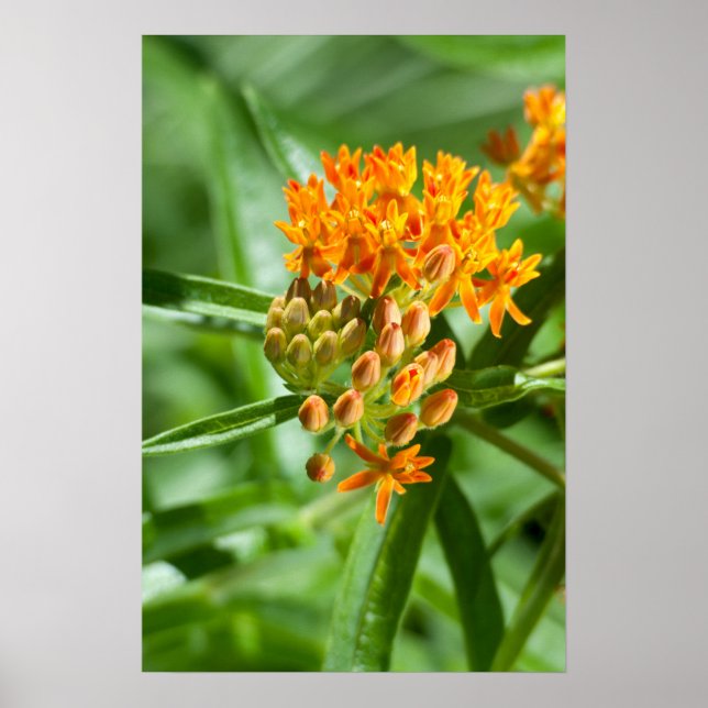 Butterfly Milkweed Flower and Foliage Poster (Front)