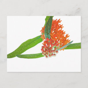 Butterfly Milkweed on White Postcard
