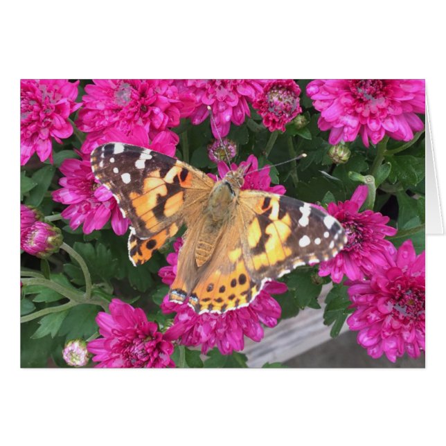 Butterfly Moment (Front Horizontal)