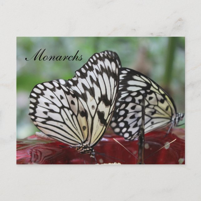Butterfly Monarch # 5 Postcard (Front)