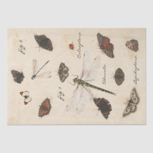Butterfly Moth Dragonfly Ladybug Insect Parchment  Tissue Paper