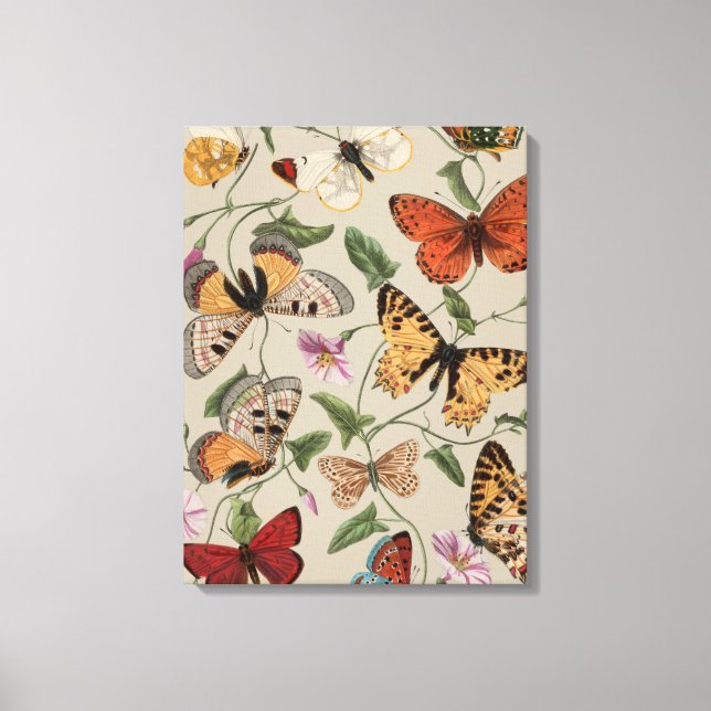 Butterfly Moth Nature Collection Drawing Canvas Print (Front)