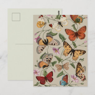 Butterfly Moth Nature Collection Drawing Postcard