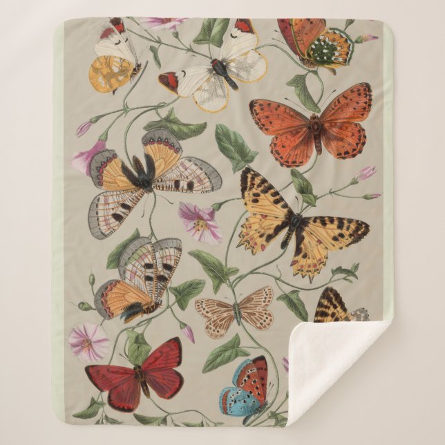 Butterfly Moth Nature Collection Drawing Sherpa Blanket (Front)