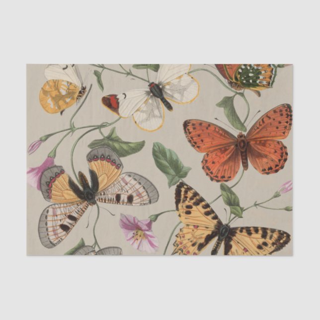 Butterfly Moth Nature Collection Drawing Tissue Paper (Front)