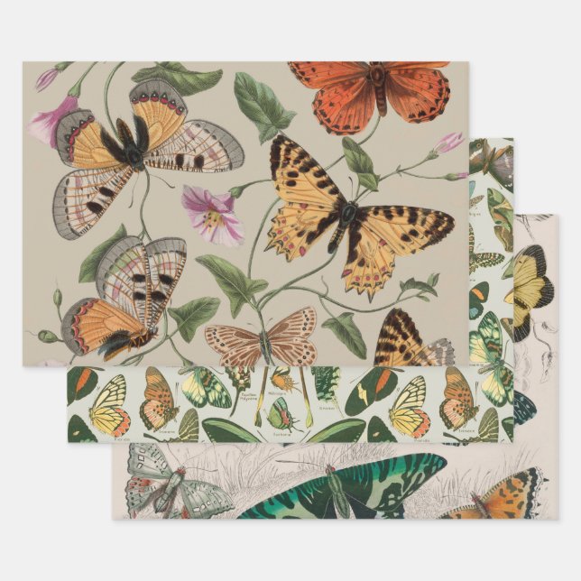 Butterfly Moth Nature Collection Drawing Wrapping Paper Sheet (Set)