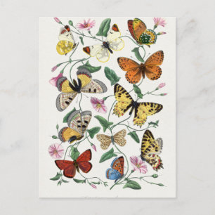 Butterfly & moth painting. by Paul Gervais Postcard