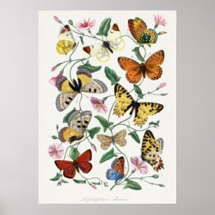 Butterfly & moth painting. by Paul Gervais Poster