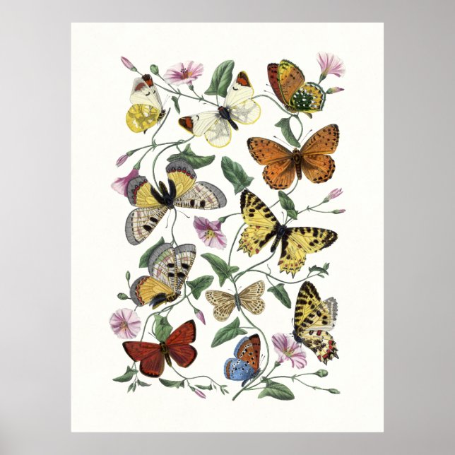 Butterfly & Moth Vintage Print, Paul Gervais 1842 Poster (Front)