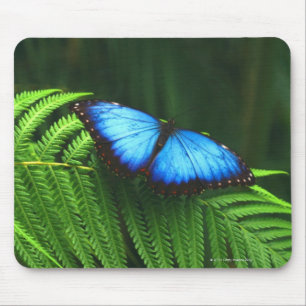butterfly mouse mat