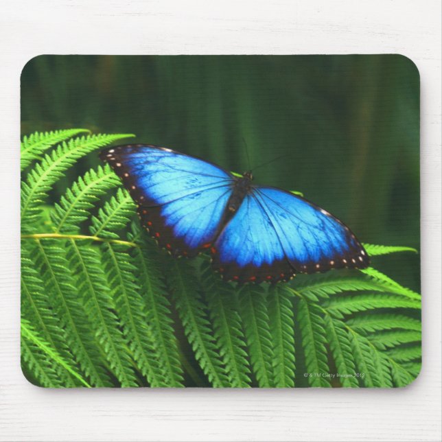 butterfly mouse mat (Front)