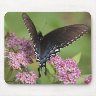 butterfly mouse mat