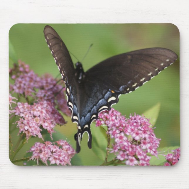 butterfly mouse mat (Front)
