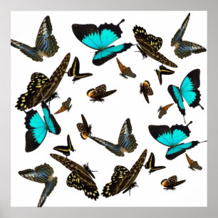 Butterfly multi Poster 24X24"