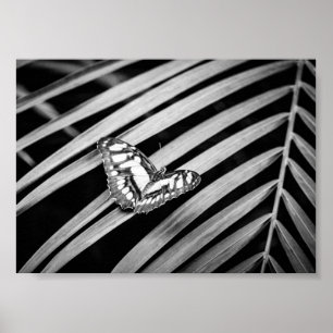 Butterfly Nature Insects Black and White Poster
