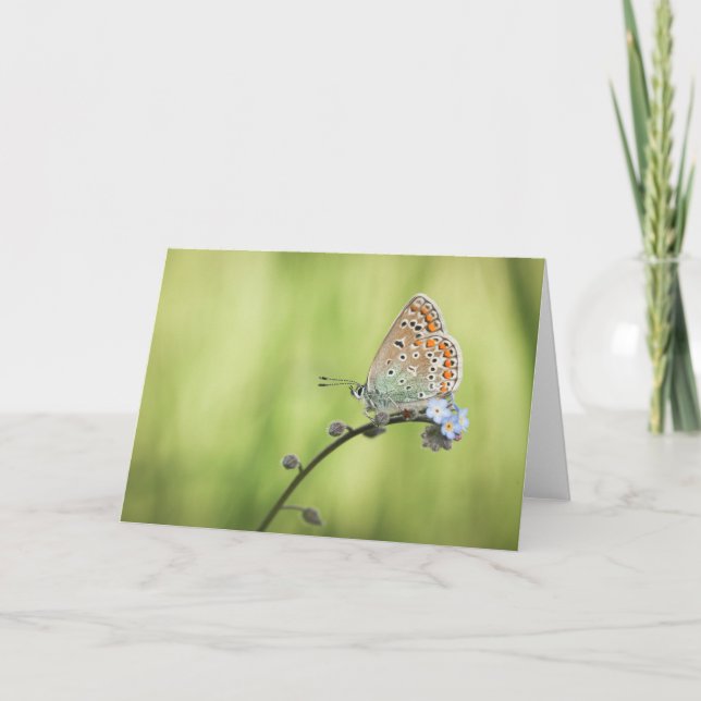 Butterfly Nature Photo Card (Front)